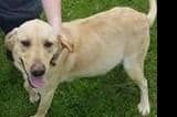Labrador Retriever Puppies breeder image 2