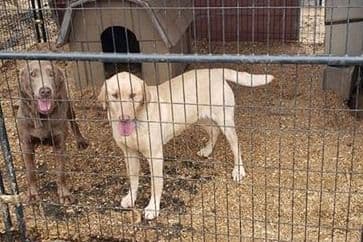 Labrador Retriever Puppies breeder image 6