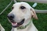 Labrador Retriever Puppies breeder image 7