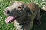 Labrador Retriever Puppies breeder image 8