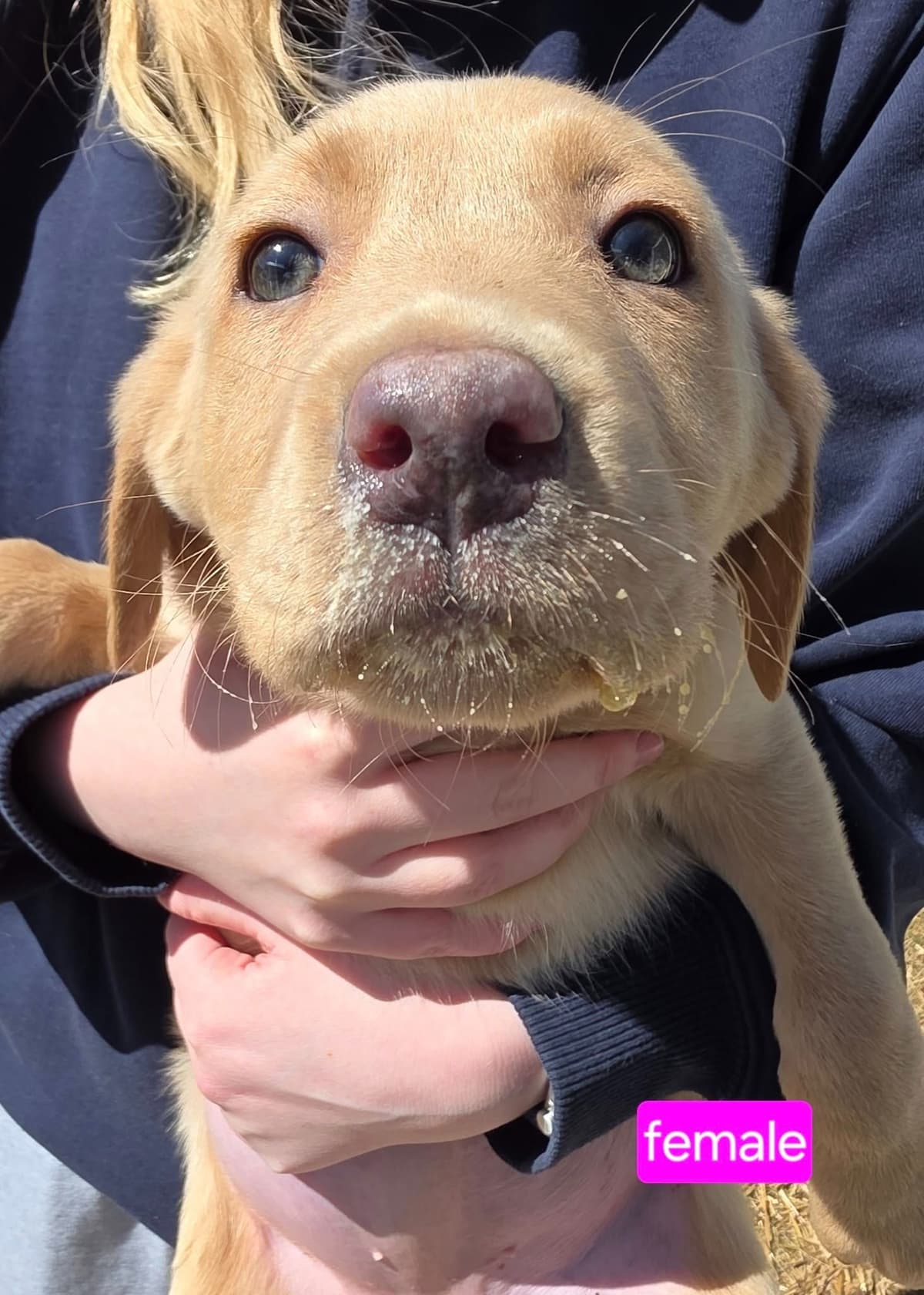 Labrador Retriever Puppies breeder image 10