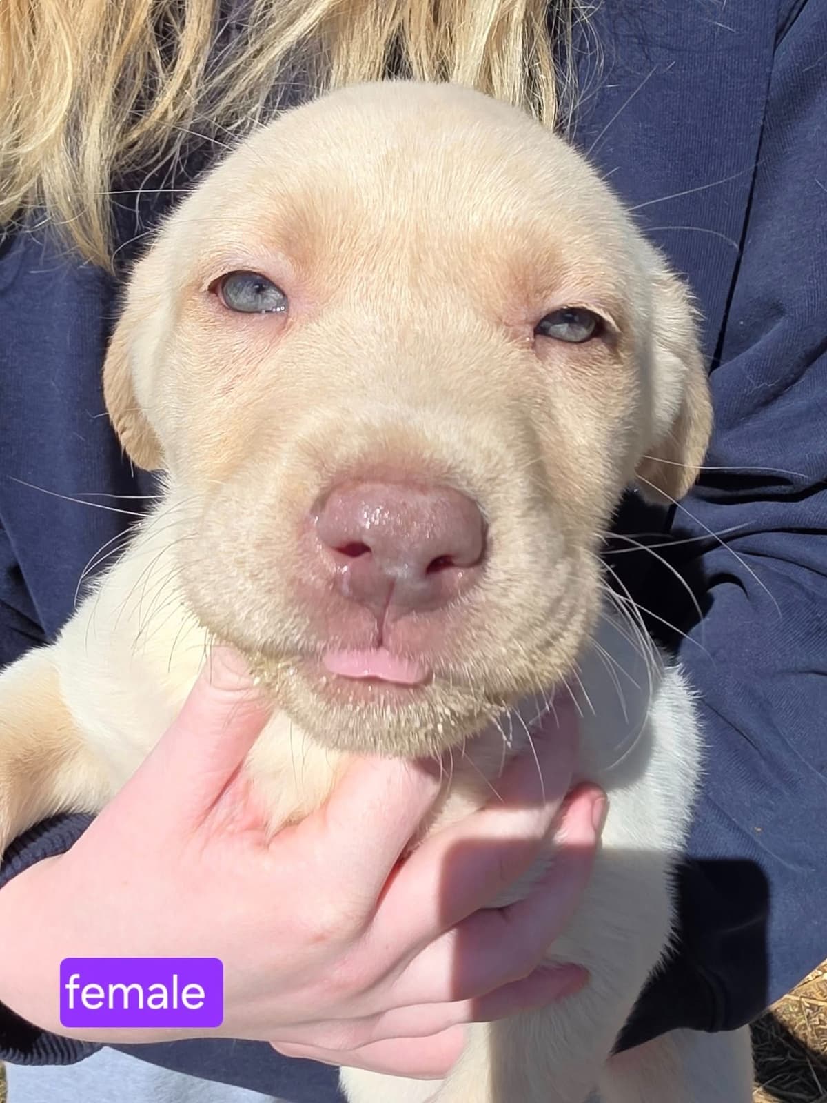 Labrador Retriever Puppies breeder image 11