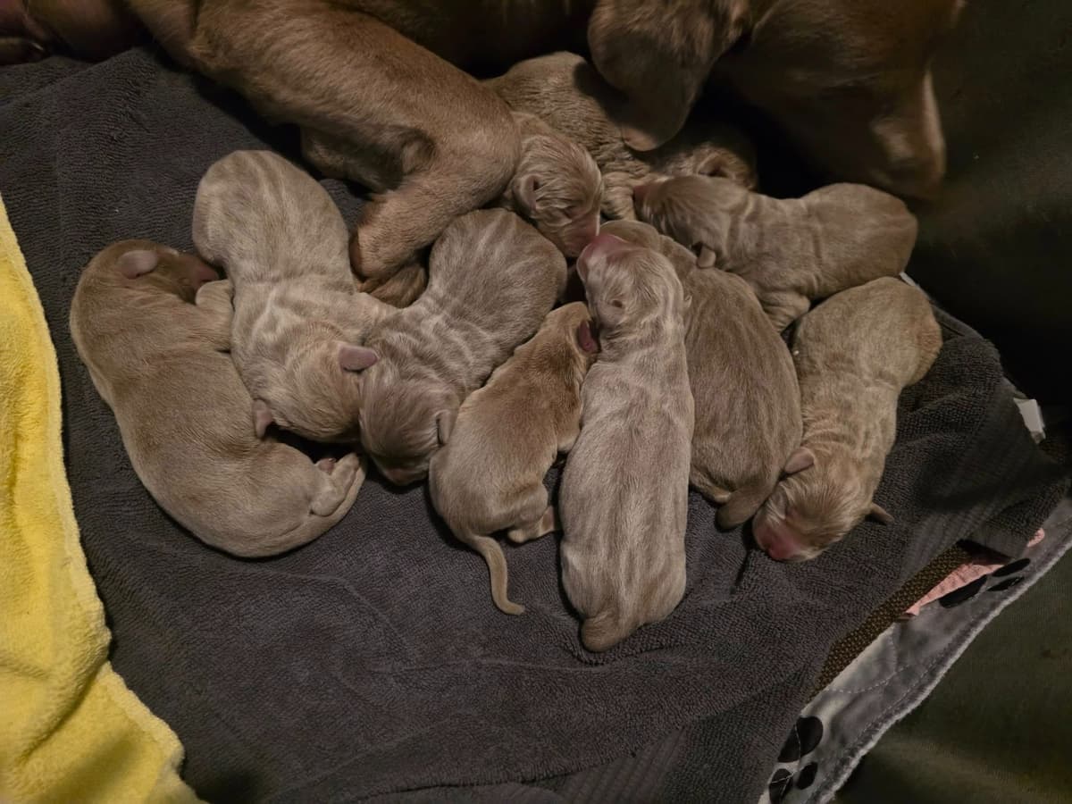 Labrador Retriever Puppies breeder image 12