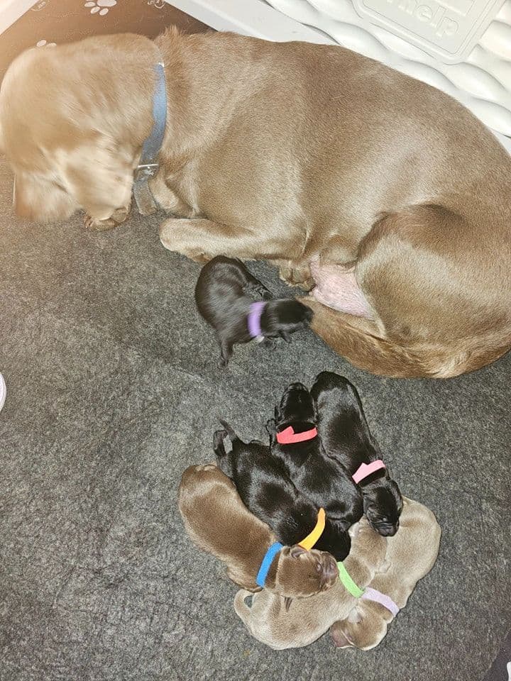 Labrador Retriever Puppies breeder image 13