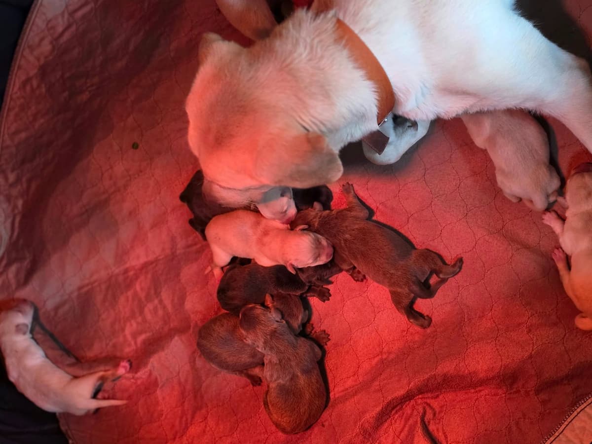 Labrador Retriever Puppies breeder image 14