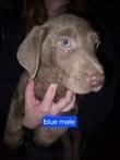 Labrador Retriever Puppies breeder image 15