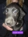 Labrador Retriever Puppies breeder image 16