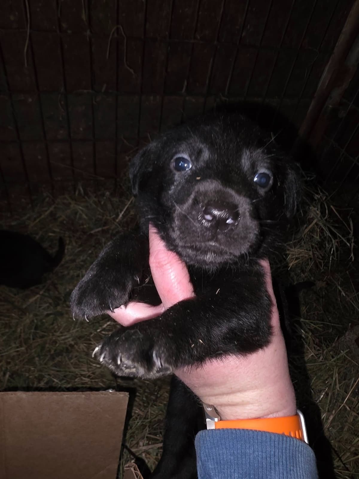 Labrador Retriever Puppies breeder image 17