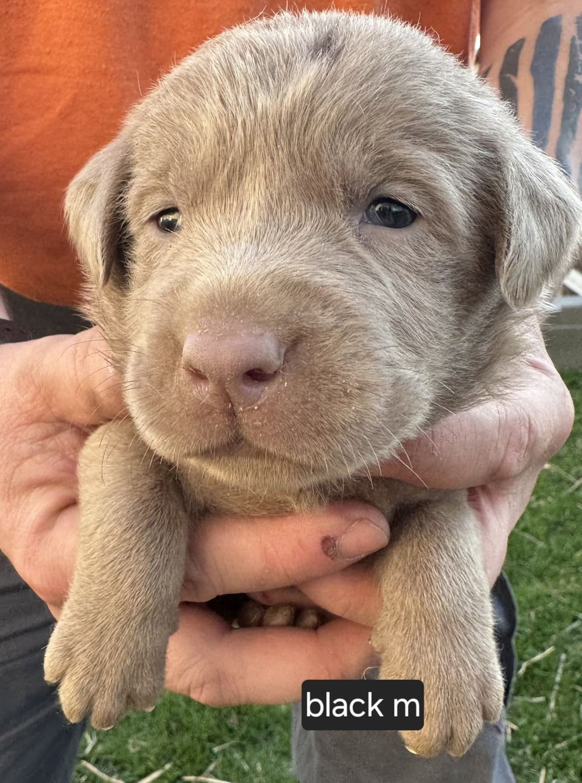 Labrador Retriever Puppies breeder image 18