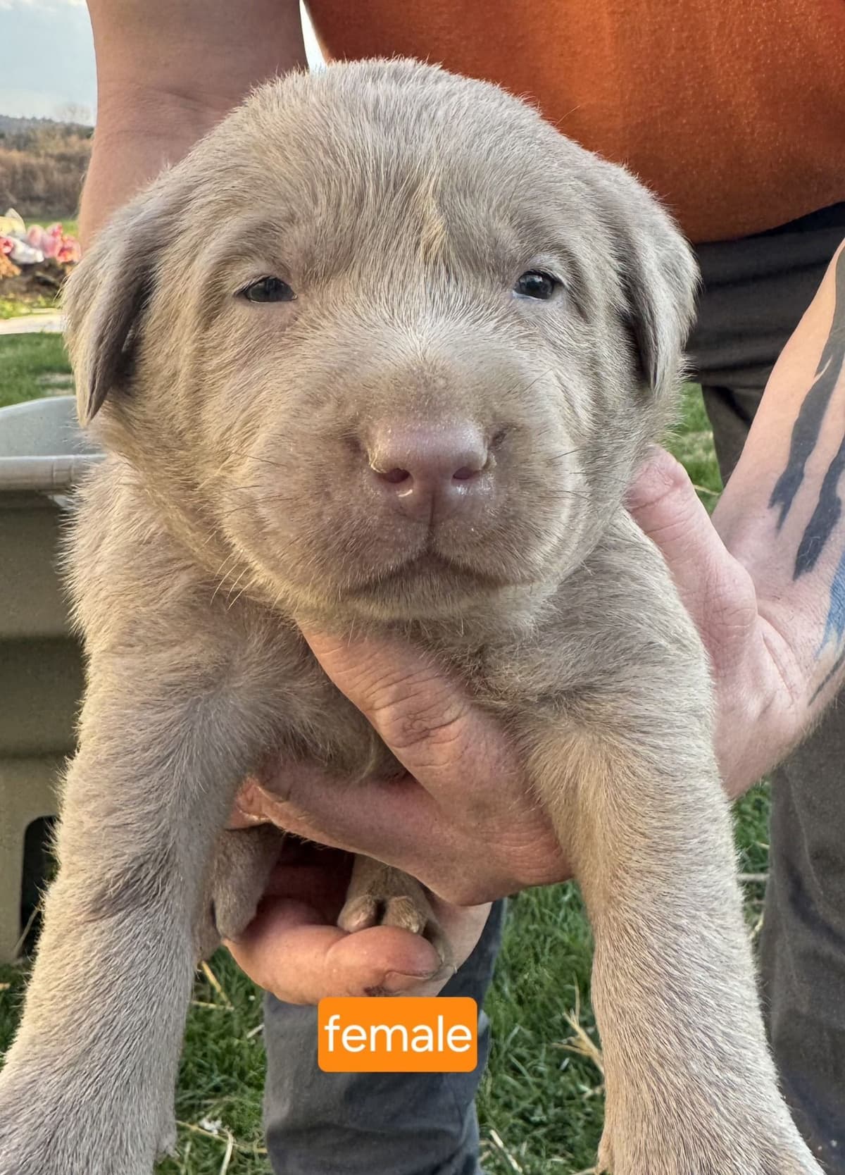 Labrador Retriever Puppies breeder image 19