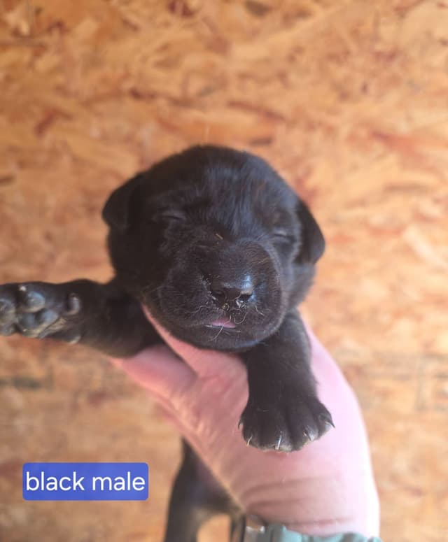 Labrador Retriever Puppies media 2