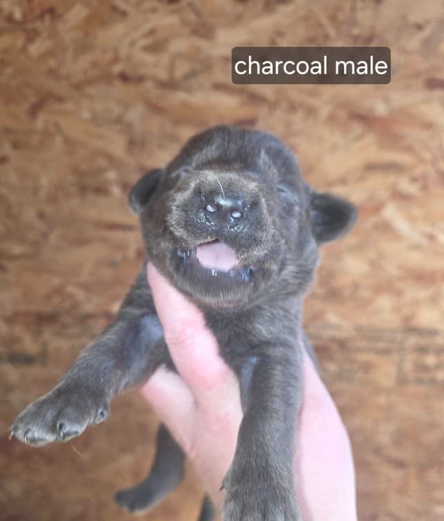 Labrador Retriever Puppies media 3