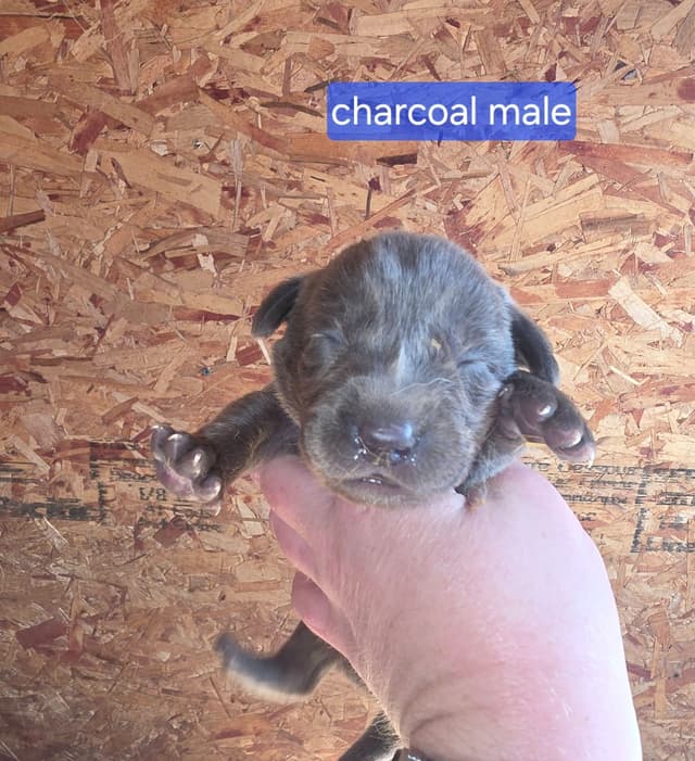 Labrador Retriever Puppies media 4
