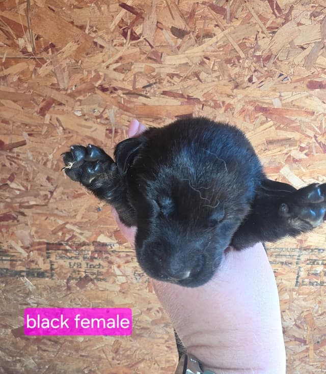 Labrador Retriever Puppies media 5