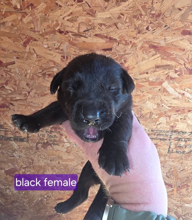 Labrador Retriever Puppies media 6