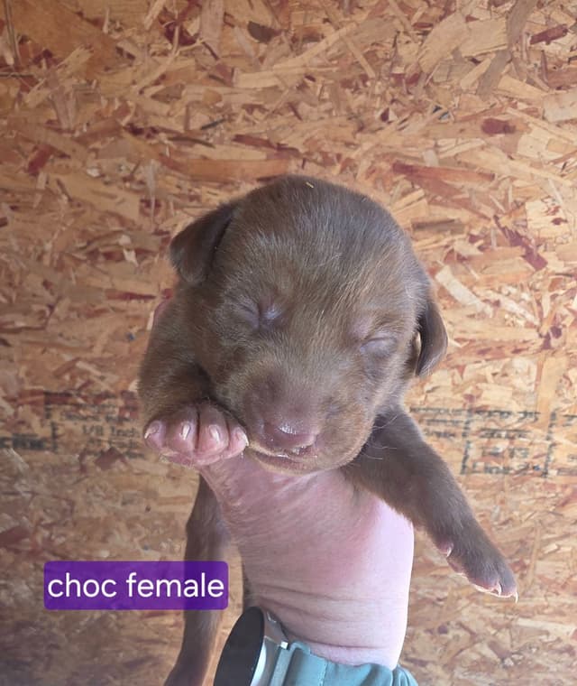 Labrador Retriever Puppies media 8