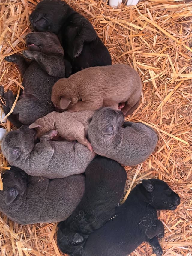 Labrador Retriever Puppies media 9
