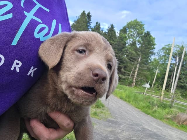 Labrador Retriever Puppies media 3