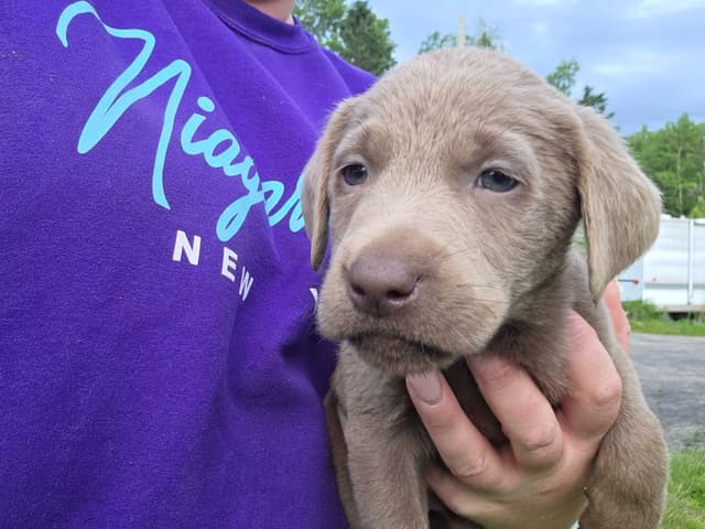 Labrador Retriever Puppies media 4