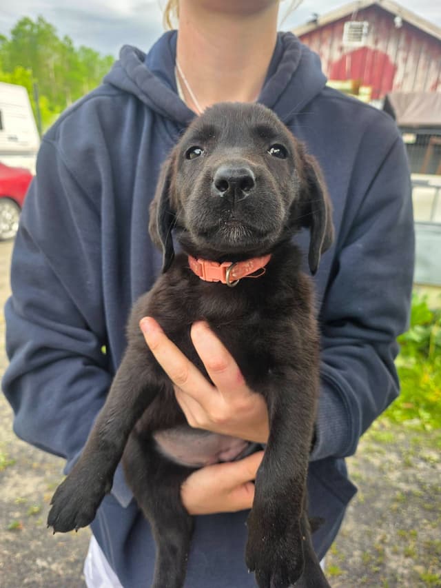 Labrador Retriever Puppies media 10