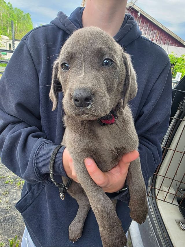 Labrador Retriever Puppies media 11