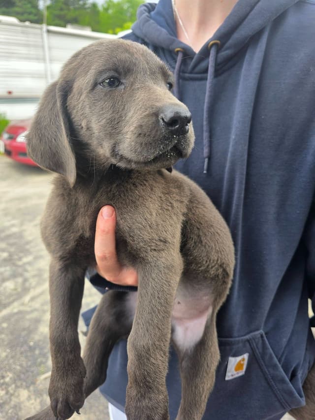 Labrador Retriever Puppies media 12