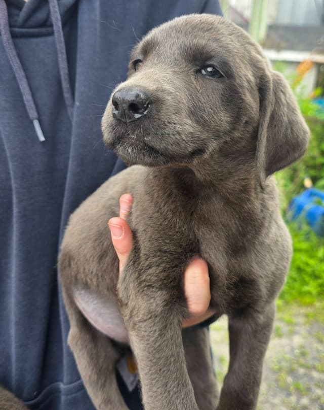 Labrador Retriever Puppies media 13