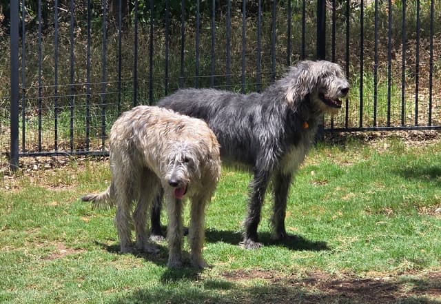 Irish Wolfhound Puppies media 2