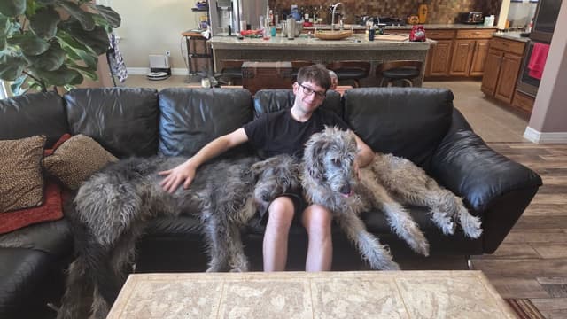 Irish Wolfhound Puppies media 3