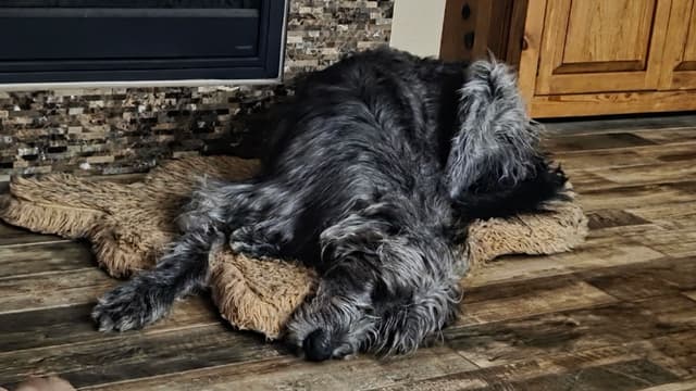 Irish Wolfhound Puppies media 4