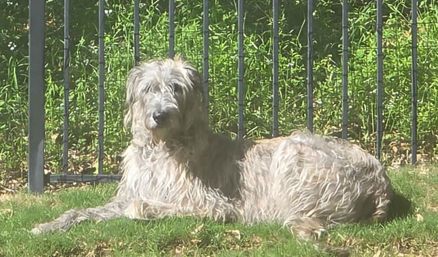 Irish Wolfhound Puppies media 7
