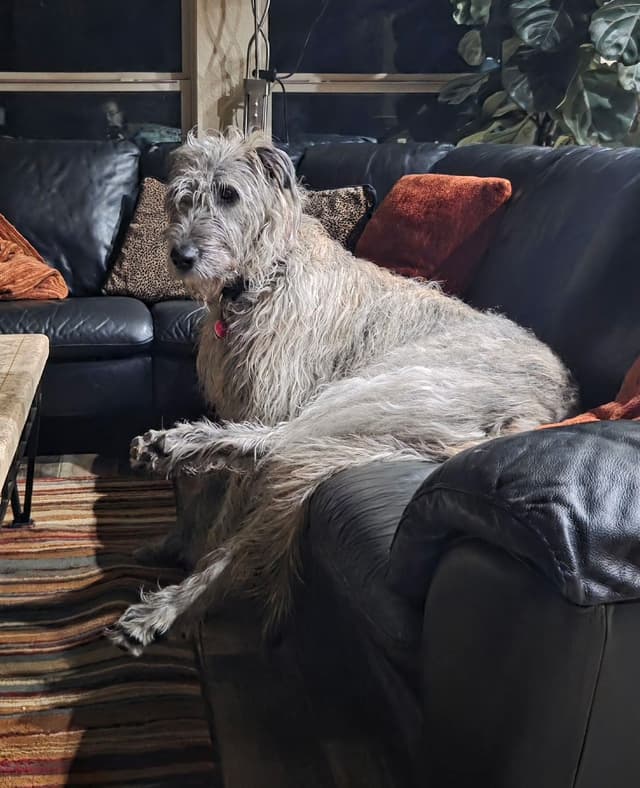 Irish Wolfhound Puppies media 5
