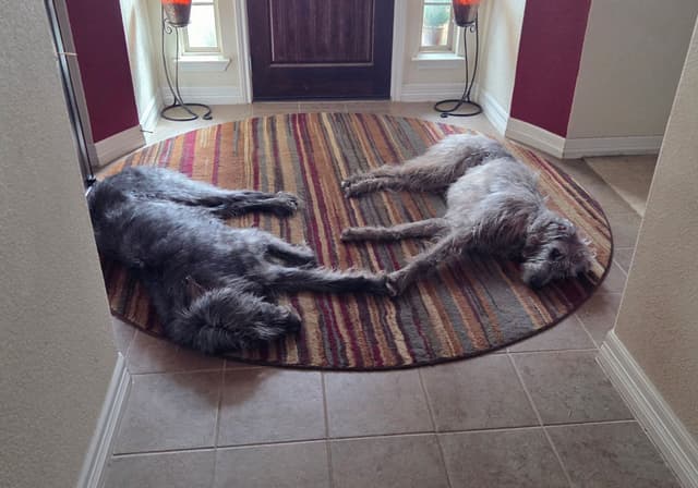 Irish Wolfhound Puppies media 6