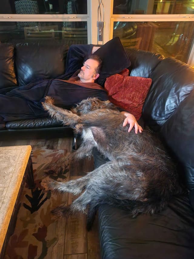 Irish Wolfhound Puppies media 8