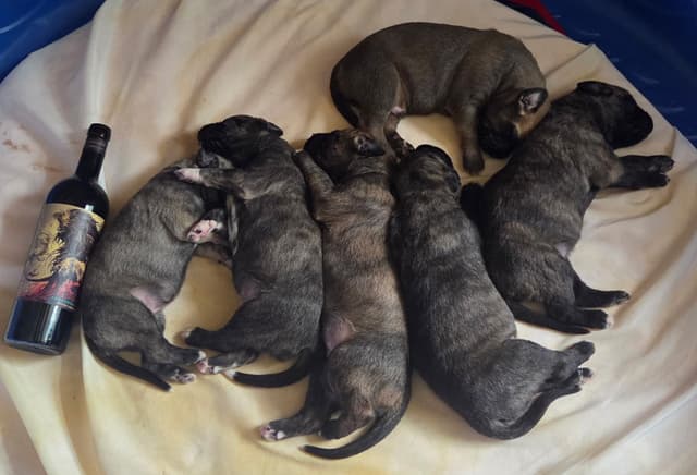 Irish Wolfhound Puppies media 9