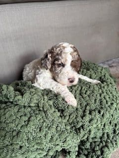 Poodle Puppies media 2