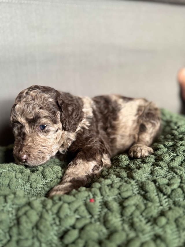 Poodle Puppies media 4