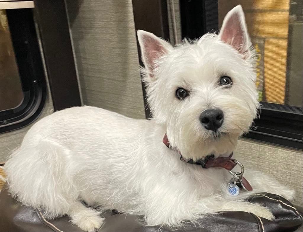 Adorable West Highland White Terrier Puppies breeder image 1