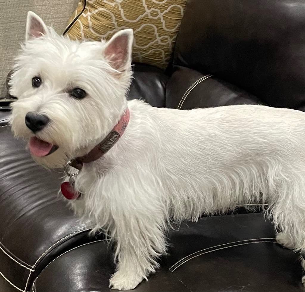 Adorable West Highland White Terrier Puppies breeder image 2