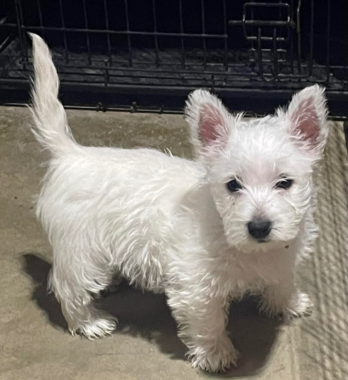 Adorable West Highland White Terrier Puppies breeder image 5