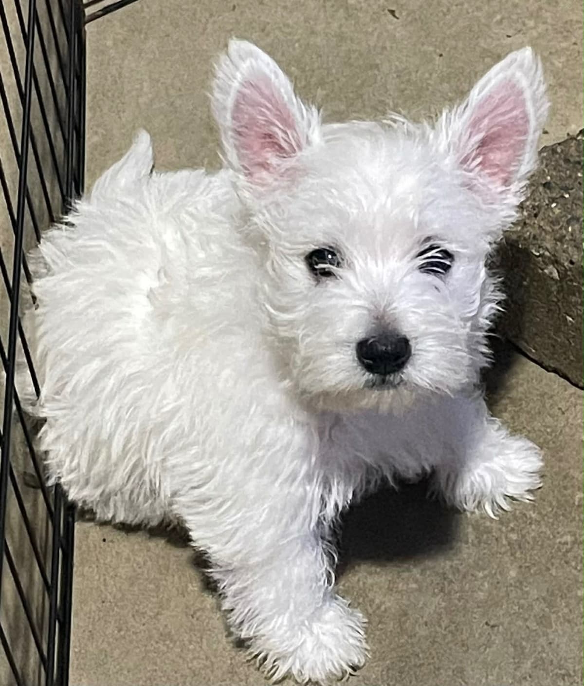 Adorable West Highland White Terrier Puppies breeder image 4