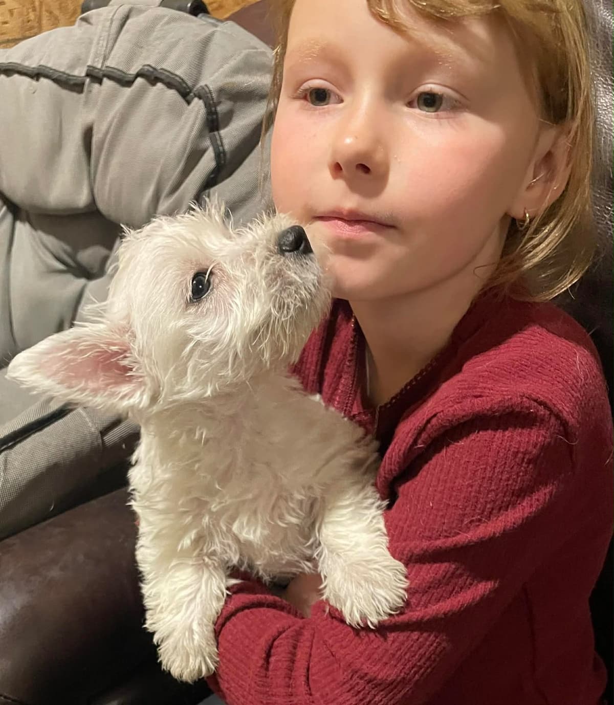 Adorable West Highland White Terrier Puppies breeder image 6