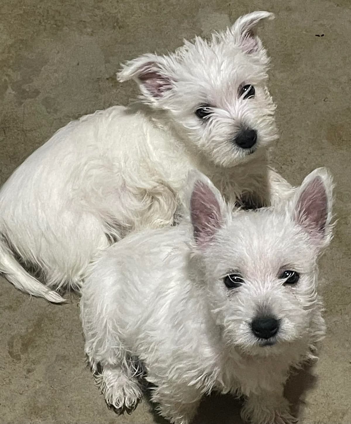 Adorable West Highland White Terrier Puppies breeder image 7