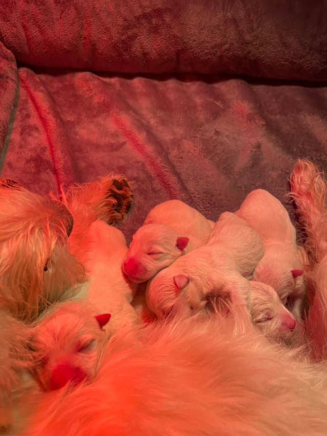 Adorable West Highland White Terrier Puppies media 2