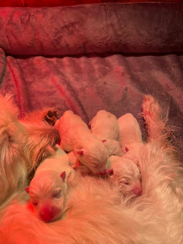 Adorable West Highland White Terrier Puppies media 3