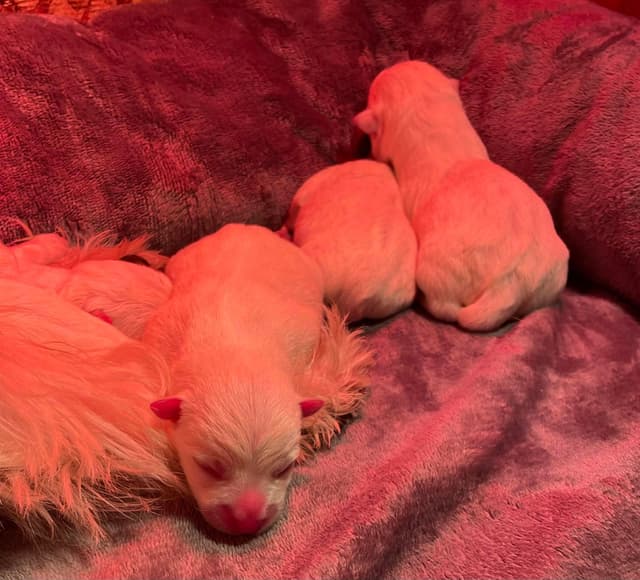 Adorable West Highland White Terrier Puppies media 8