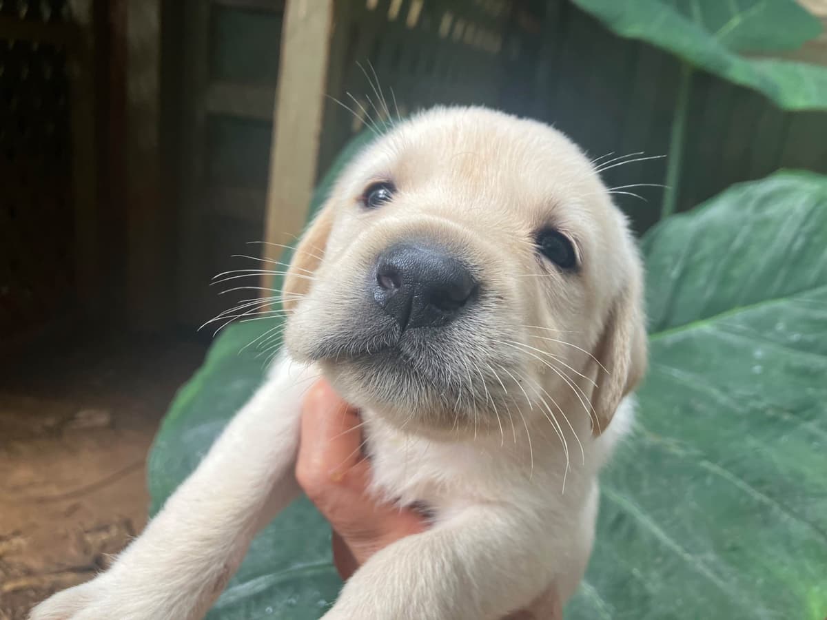Labrador Retriever Puppies breeder image 1