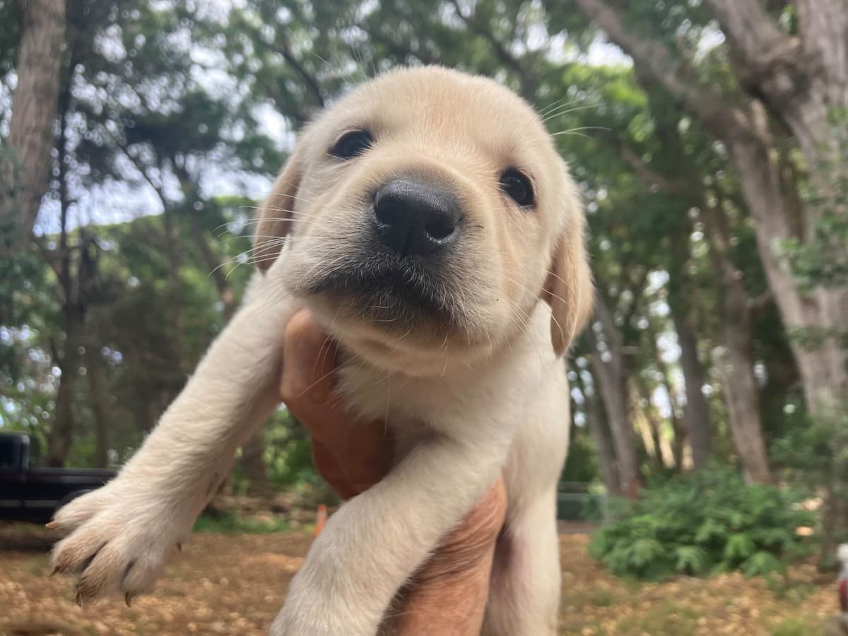 Labrador Retriever Puppies breeder image 2