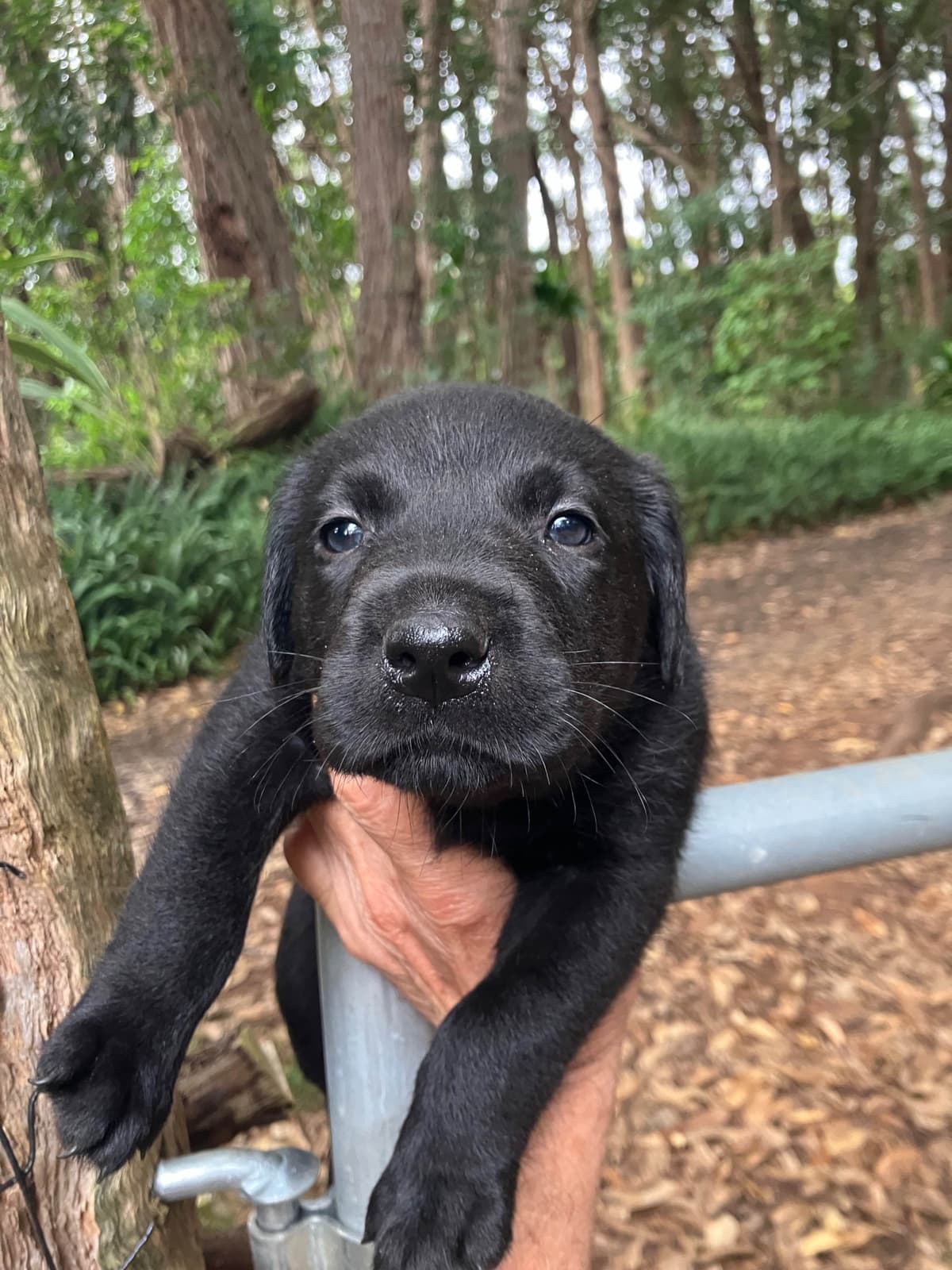 Labrador Retriever Puppies breeder image 3