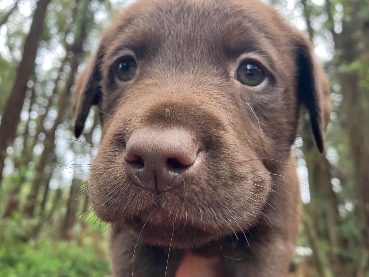 Labrador Retriever Puppies breeder image 4